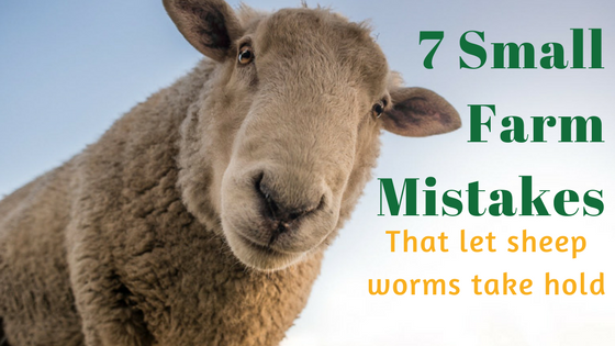 7 Small Farm Mistakes Guaranteed to let Sheep Worms Take Hold 7 Small Farm Mistakes Guaranteed to let Sheep Worms Take Hold